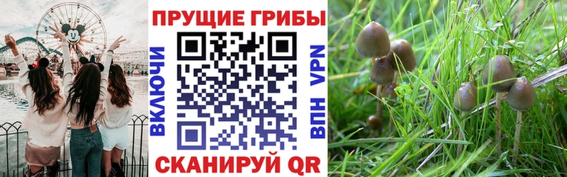 блэк спрут   Нижние Серги  Псилоцибиновые грибы GOLDEN TEACHER 